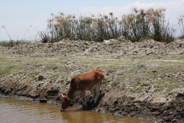 Denne kua har funnet vann i Lake Naivasha. Ikke alle kuer er like heldige...